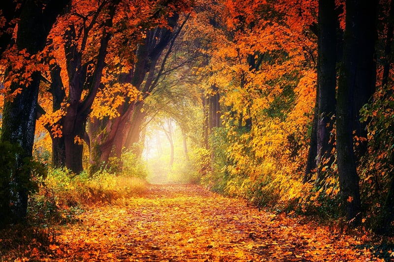 Secret Pathway