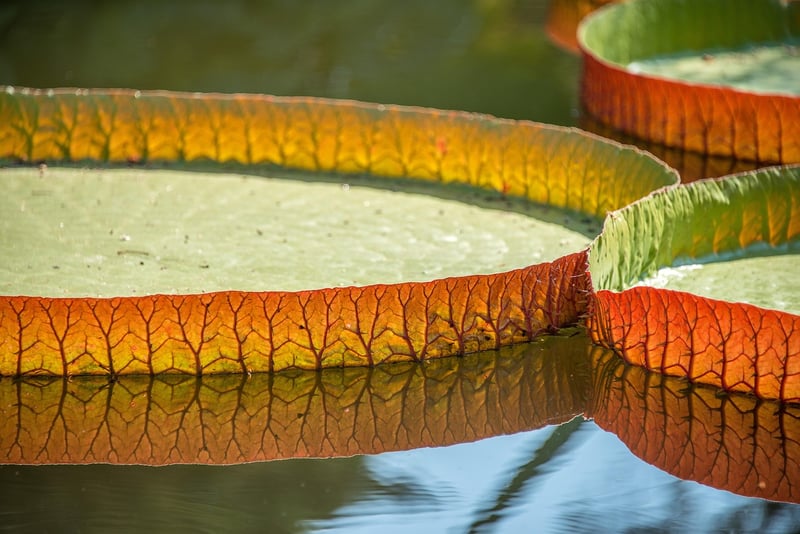 Water Lily Pond